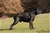 Ch. MASCALZONE LATINO - Triola Cane Corso